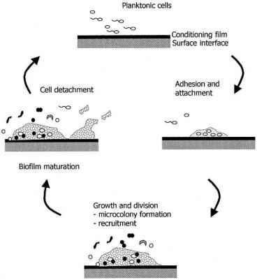 Biofilm Catheter