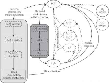 Sulphur Isotopes